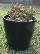 Cover Pot - Shiny Black (with Succulent)