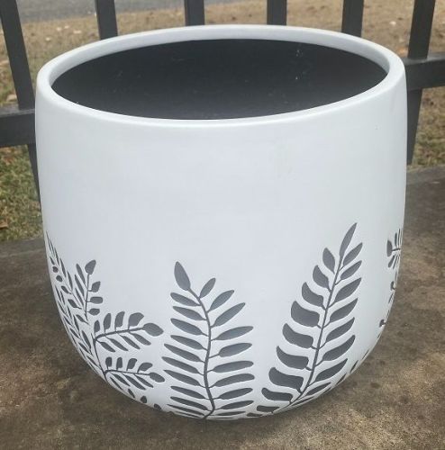 Bunge Fern